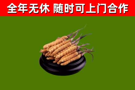 舟山回收散虫草